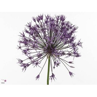 Freshy Allium Sierui “Purple Rain” Organic | Colour: Purple | Length ± 60 centimetre | Per 10 stems fresh flowers