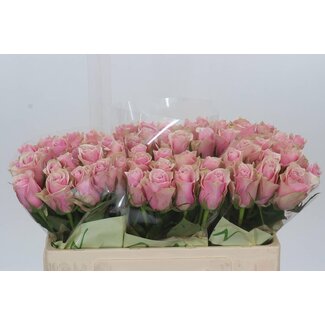 Freshy Roses “Athena Royale” | Colour: Pink | Length ± 50 centimetre | Per 20 roses