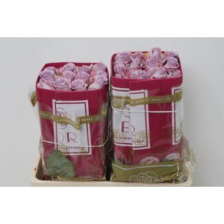 Freshy Large-flowered Rose “Ocean Song” | Colour: Purple | Length ± 50 centimetre | Origin Ecuador | Per 25 fresh roses