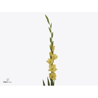 Freshy Grootbloemige Gladiool “Bra Val” | Kleur: Geel | Lengte ± 110 centimeter | Per 10 verse bloemen