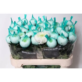 Freshy Deco Chrysanthemum Chrysanthemum “Magnum” | Colour: White | Length ± 70 centimeter | Per 10 fresh flowers