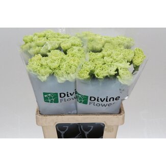 Freshy Holländische Nelke “Green Marty” | Farbe: Grün | Länge ± 60 centimeter | Pro 20 frische Blumen