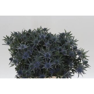 Freshy Eryngium Sea holly “Orion Qstar” | Colour: Purple | Length ± 40 centimetre | Per 20 fresh flowers