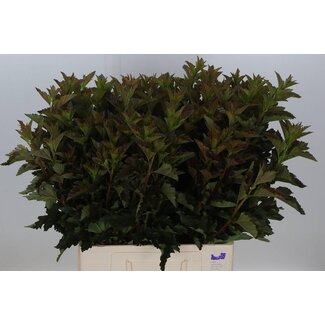 Freshy Physocarpus Leaf | Colour: Red | Length ± 60 centimetre | Per 25 stems