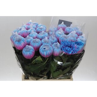 Freshy Deco Chrysanthemum Chrysanthemum “Antonov” Colour-treated | Colour: Bubblegum | Length ± 65 centimeter | Per 10 fresh flowers