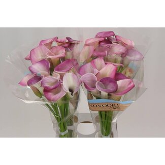 Freshy Zantedeschia Calla “Denver” | Colour: Purple | Length ± 70 centimetre | Per 10 fresh flowers