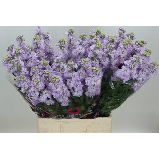 Freshy Pensée “Impala Marine” | Couleur: Violet | Longueur ± 75 centimeter | Par 10 fleurs fraîches