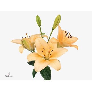 Freshy Lily Longiflorum x Asiatic Lily Aqua “Menorca” | Colour: Orange | Length ± 90 centimetre | Per 10 stems fresh flowers