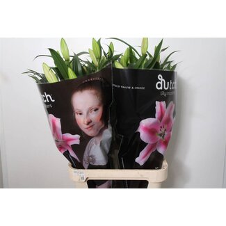 Freshy Lily Oriental Aqua “Frontera” | Colour: Pink | Length ± 105 centimeter | Per 10 stems fresh flowers