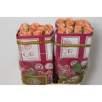 Freshy Large-flowered Rose “Country Home” | Colour: Orange | Length ± 60 centimetre | Origin Ecuador | Per 25 fresh roses