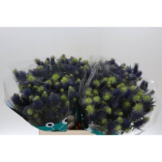 Freshy Eryngium Panicaut “Supernova Qstar” | Couleur: Violet | Longueur ± 60 centimeter | Par 10 fleurs fraîches