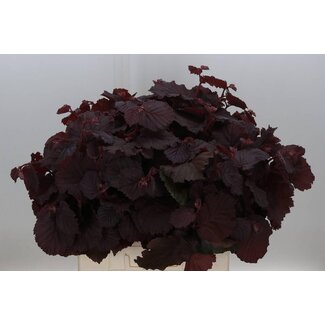 Freshy Corylus Avellana Hazelnut branches “Roter Zellernusz” | Colour: Green | Length ± 60 centimetre | Per 25 branches
