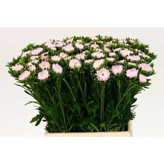 Freshy Callistephus “Jules Pink” | Colour: Pink | Length ± 45 centimetre | Per 50 fresh flowers