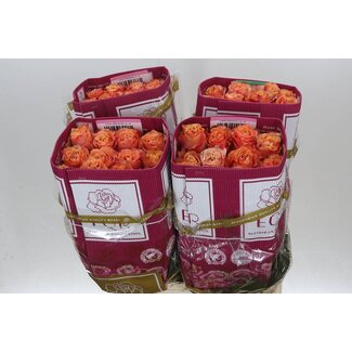 Freshy Grootbloemige Roos “Carpe Diem” | Kleur: Oranje | Lengte ± 60 centimeter | Herkomst Ecuador | Per 25 verse rozen