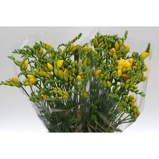 Freshy Double Freesia “Ballade” | Colour: Yellow | Length ± 54 centimetre | Per 50 fresh flowers