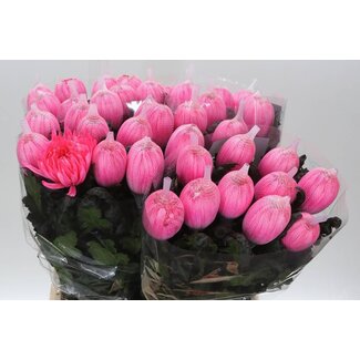 Freshy Deco Chrysanthemum Chrysant “Antonov” Farbbehandelt | Farbe: Hotpink | Länge ± 65 centimeter | Pro 10 frische Blumen