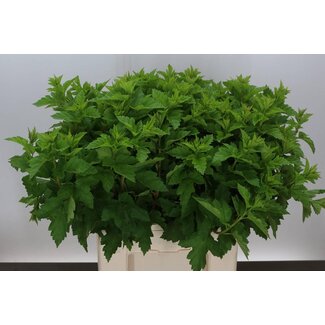 Freshy Physocarpus leaf | Colour: Red | Length ± 60 centimeter | Per 25 stems