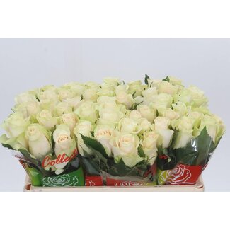 Freshy Rozen “Charmant” | Kleur: Roze | Lengte ± 50 centimeter | Per 20 rozen