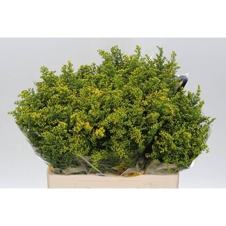 Freshy Solidago Goldenrod “Carzan Glory” | Colour: Yellow | Length ± 60 centimetre | Per 25 fresh flowers