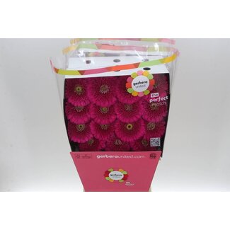Freshy Large-flowered Gerbera Aqua “Pom Ball” | Colour: Pink | Length ± 50 centimetre | Per 15 fresh flowers