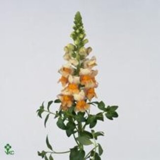 Freshy Antirrhinum Snapdragon “Costa Apricot” Organic | Colour: Yellow | Length ± 80 centimeter | Per 10 fresh flowers