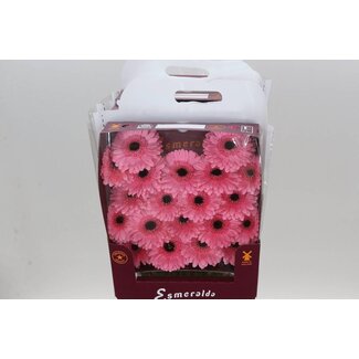 Freshy Germini Mini Gerbera's Aqua “Petticoat” | Kleur: Roze | Lengte ± 45 centimeter | Per 20 verse bloemen