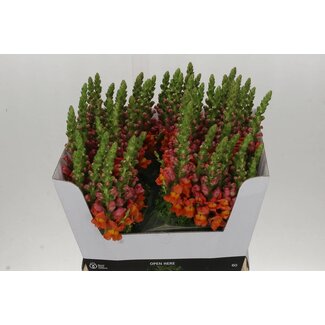 Freshy Antirrhinum Snapdragon “Poto Dark Orange” | Colour: Orange | Length ± 70 centimeter | Per 10 fresh flowers