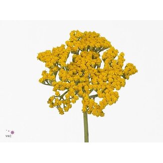 Freshy Achillea Yarrow “Coronation Gold” Organic | Colour: Yellow | Length ± 65 centimeter | Per 10 fresh flowers