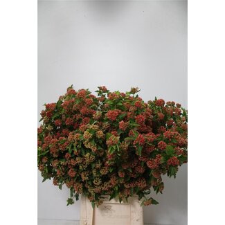 Freshy Physocarpus Blad | Kleur: Rood | Lengte ± 70 centimeter | Per 25 takken