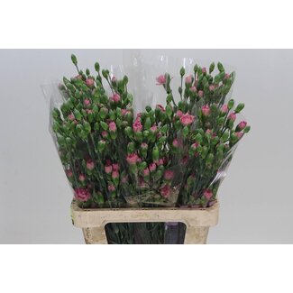 Freshy Spray carnation “Mocha Sweet” | Colour: Purple | Length ± 65 centimeter | Per 30 fresh flowers