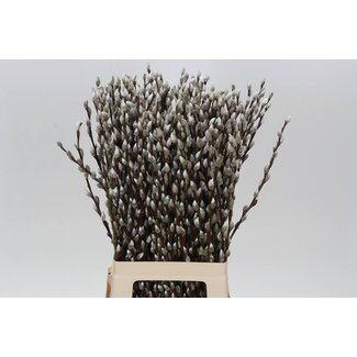 Freshy Salix Wilgentakken “Snow Flake” | Kleur: Groen | Lengte ± 70 centimeter | Per 100 takken
