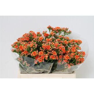 Freshy Kalanchoe “Flamin Orange Meadow” | Couleur: Oranje | Longueur ± 40 centimeter | Par 10 fleurs fraîches