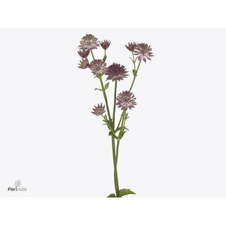 Freshy Astrantia Zeeuws Knoopje “Roma” Organic | Colour: Pink | Length ± 50 centimetre | Per 10 fresh flowers