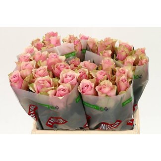 Freshy Rosen “Athena Royale” | Farbe: Rosa | Länge ± 40 centimeter | Pro 20 Rosen