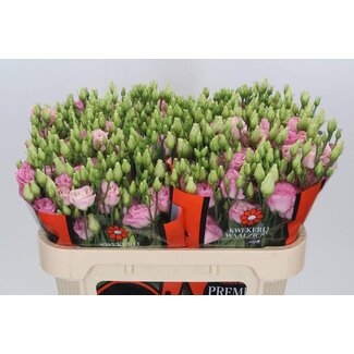 Freshy Eustoma Lisianthus Double “Rosi Bright Pink” | Colour: Pink | Length ± 70 centimeter | Per 10 stems fresh flowers