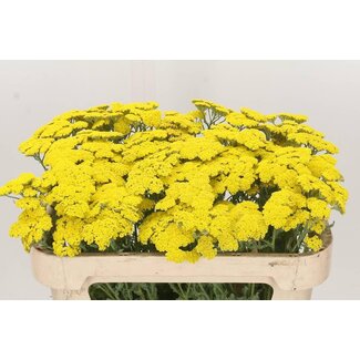 Freshy Achillea “Moonshine” | Couleur: Jaune | Longueur ± 70 centimeter | Par 50 fleurs fraîches
