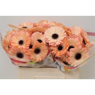 Freshy Germini Aqua “Jedi” | Colour: Pink | Length ± 50 centimetre | Per 20 fresh flowers