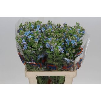 Freshy Oxypetalum Co Tanacetum “Pure Blue” | Colour: Blue | Length ± 65 centimetre | Per 25 fresh flowers
