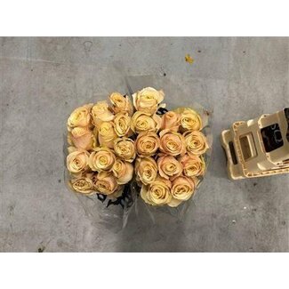 Freshy Rozen “Bashful” | Kleur: Geel | Lengte ± 60 centimeter | Per 20 rozen