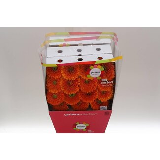 Freshy Large-flowered Gerbera Aqua “Berra” | Colour: Orange | Length ± 50 centimetre | Per 15 fresh flowers