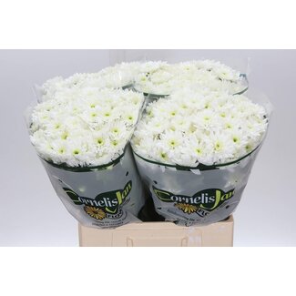 Freshy Chrysanthème en grappes Chrysanthème Aqua “Altaj” | Couleur: Wit -> Wait I must ensure "Wit" translated. I mistakenly left. Need final corrected. Let's produce final properly.