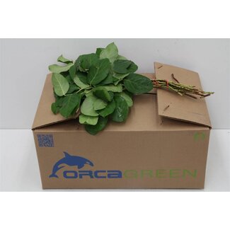 Freshy Salal Gaultheria Mini | Couleur: Vert | Longueur ± 35 centimeter | Par 5 bouquets