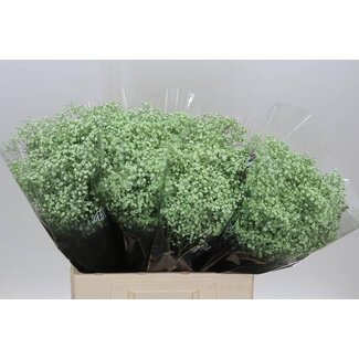 Freshy Gypsophila Babys breath “Million“ Colour-treated | Colour: Mint green | Length ± 60 centimetre | Per 25 stems fresh flowers