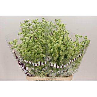 Freshy Delphinium Elatum Pied-d'alouette “Anastasia” | Couleur: Blanc | Longueur ± 100 centimeter | Par 10 fleurs fraîches