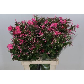 Freshy Phlox hollandais “Windsor” | Couleur: Rose | Longueur ± 70 centimeter | Par 20 fleurs fraîches