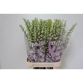 Freshy Delphinium Elatum pied-d'alouette “Fame” | Couleur: Violet | Longueur ± 100 centimeter | Par 10 fleurs fraîches