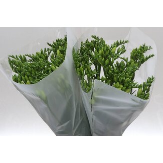 Freshy Enkele Freesia “Alba River” | Kleur: Wit | Lengte ± 54 centimeter | Per 50 verse bloemen