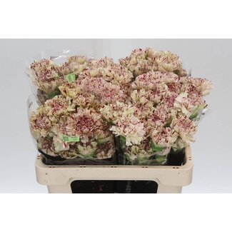 Freshy Short Carnation “Paoletto” | Colour: Pink | Length ± 55 centimetre | Per 20 fresh flowers