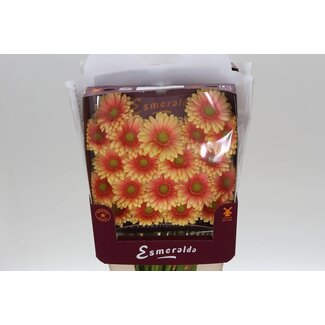 Freshy Germini Mini Gerbera's Aqua “Dora” | Kleur: Rood | Lengte ± 45 centimeter | Per 20 verse bloemen