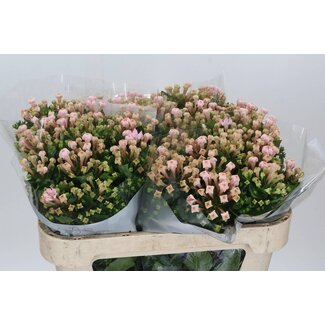 Freshy Bouvardia à fleur simple “Sweet Jewel” | Couleur: Rose | Longueur ± 70 centimeter | Par 10 fleurs fraîches